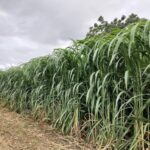 Napier Grass: The Green Giant Fueling a Sustainable Future