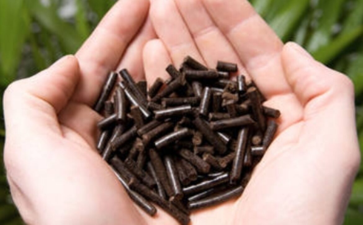 Torrefied pellets